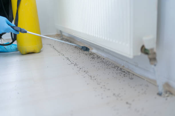 Best Wasp Removal Services  in Aldine, TX